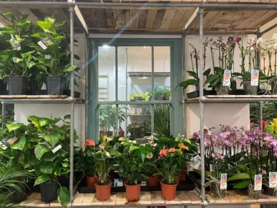 First plant area pic 6 1